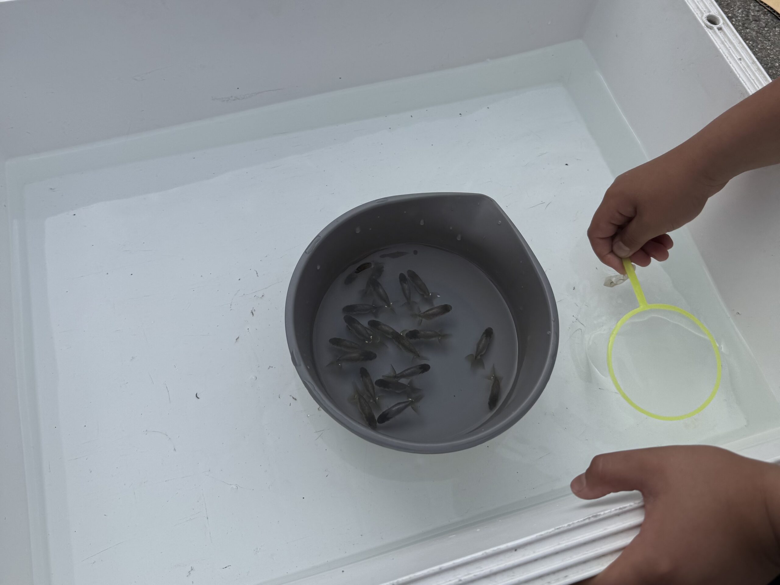 金魚すくい結果