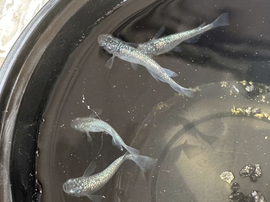 サファイアメダカ