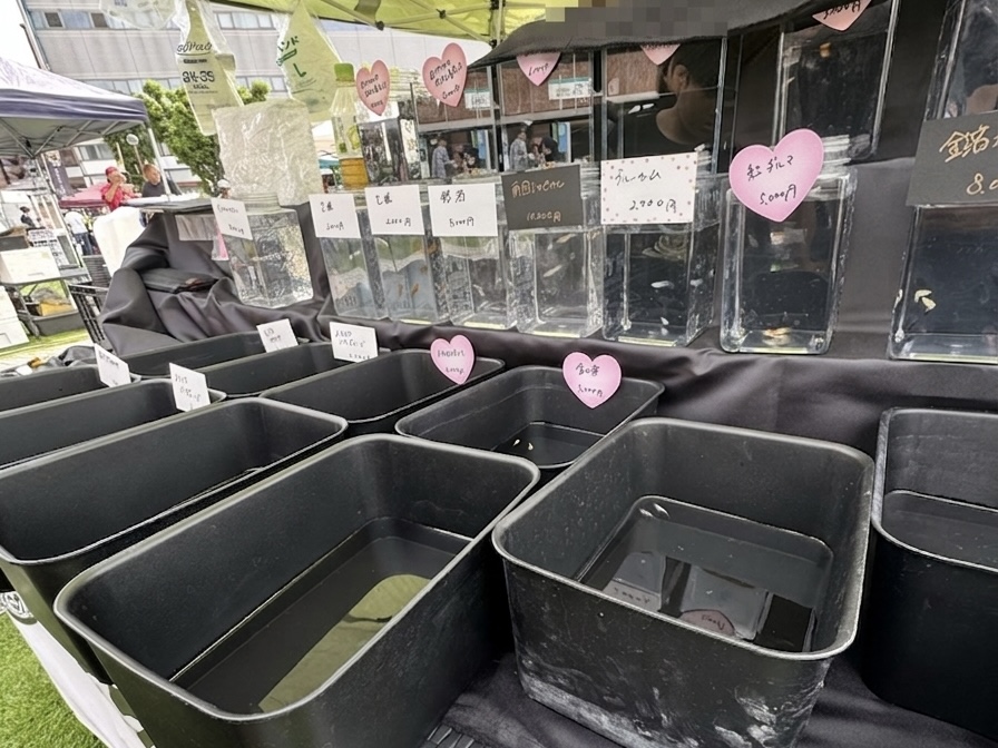 尾張メダカ祭 ブースの様子