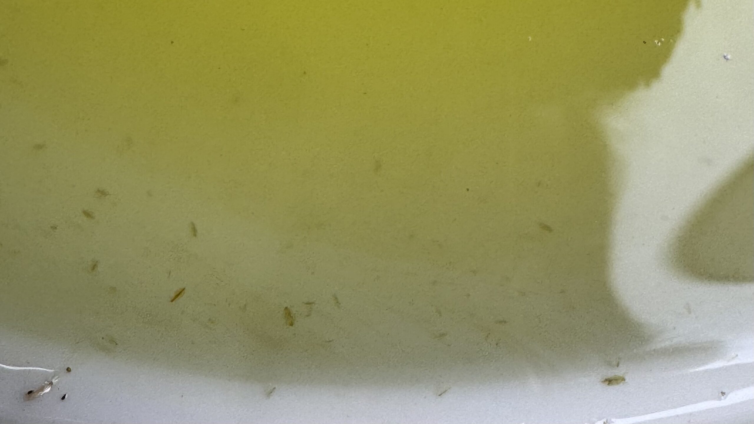 ミジンコ採取初日の様子
