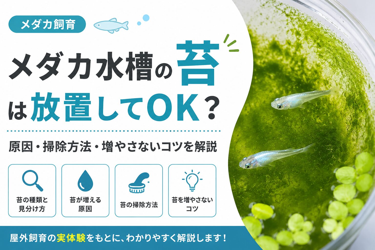 苔