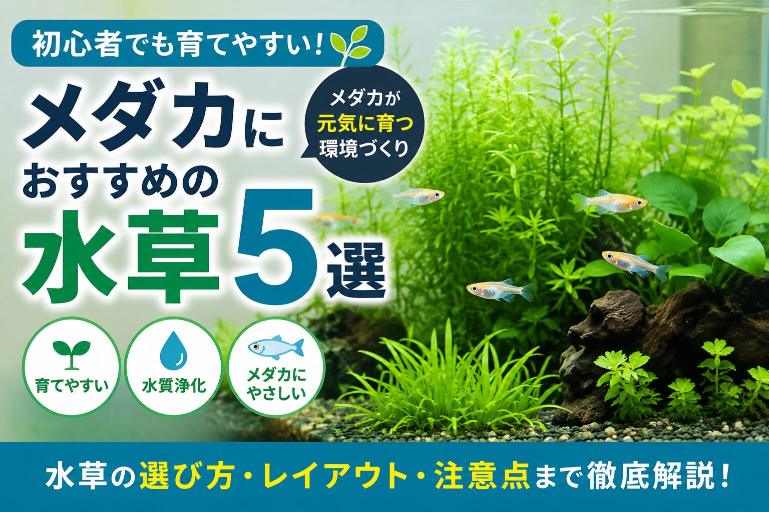 水草