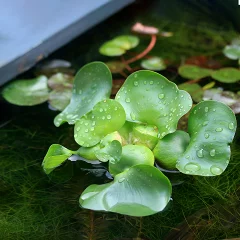 ホテイアオイ