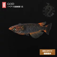 GODメダカの写真