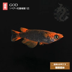GODメダカの写真