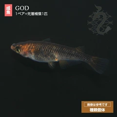 GODメダカの写真