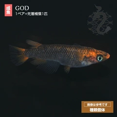 GODメダカの写真