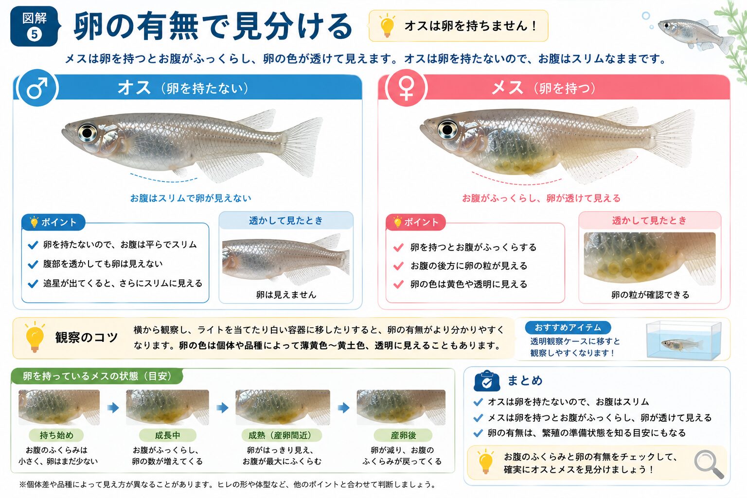 卵の有無で見分ける図解