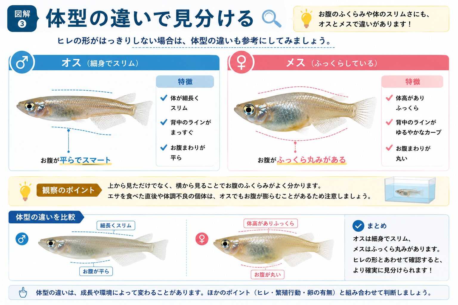 メダカのオスとメスの体格の違いを比較した図解
