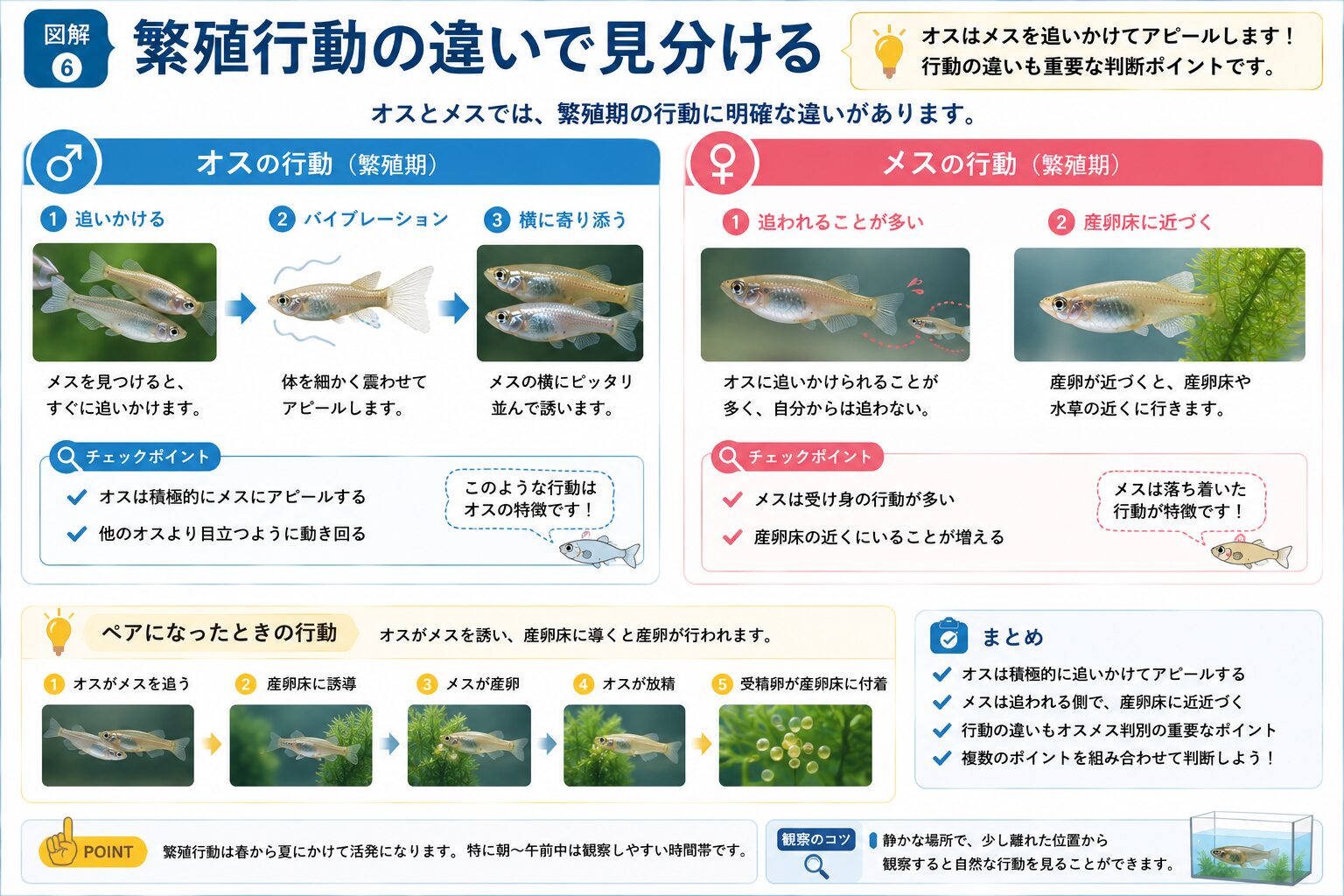 繁殖行動の違いで見分ける図解