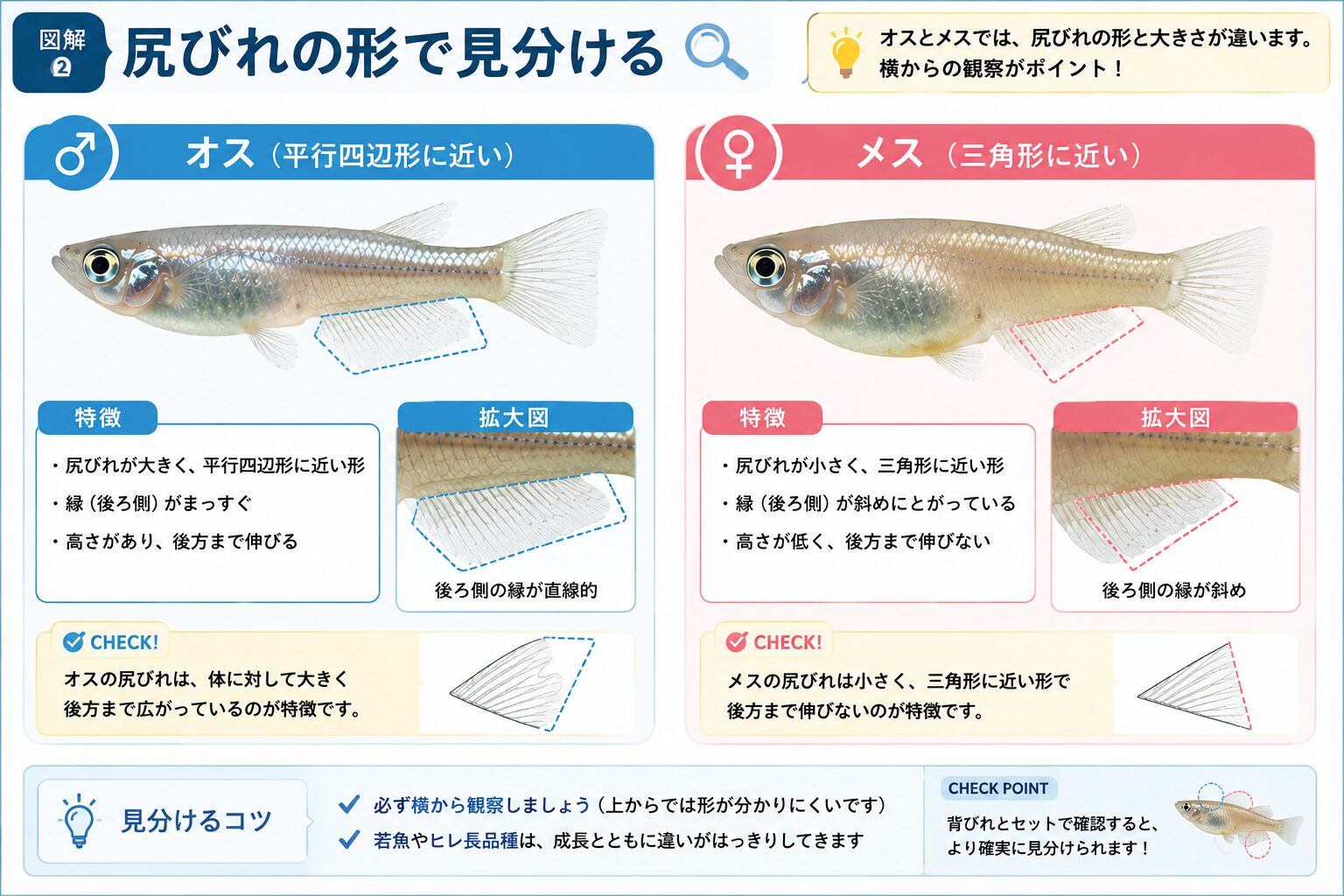 メダカのオスとメスの尾びれの違いを比較した図解