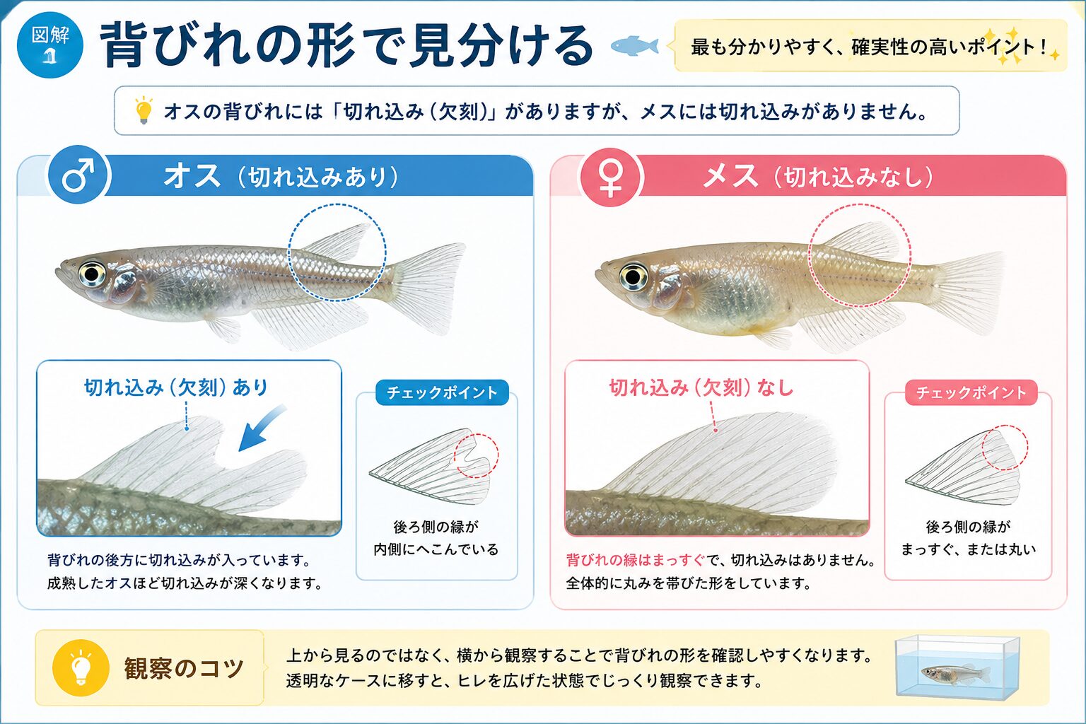 メダカのオスとメスの背びれの違いを比較した図解