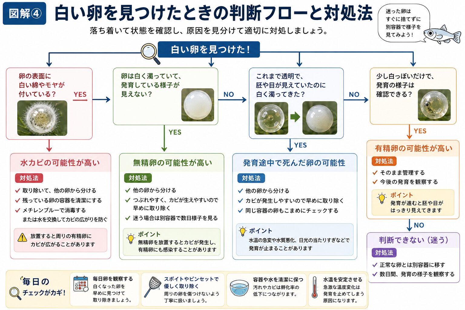 メダカの白い卵を見つけたときの判断方法と対処法をまとめたフローチャート