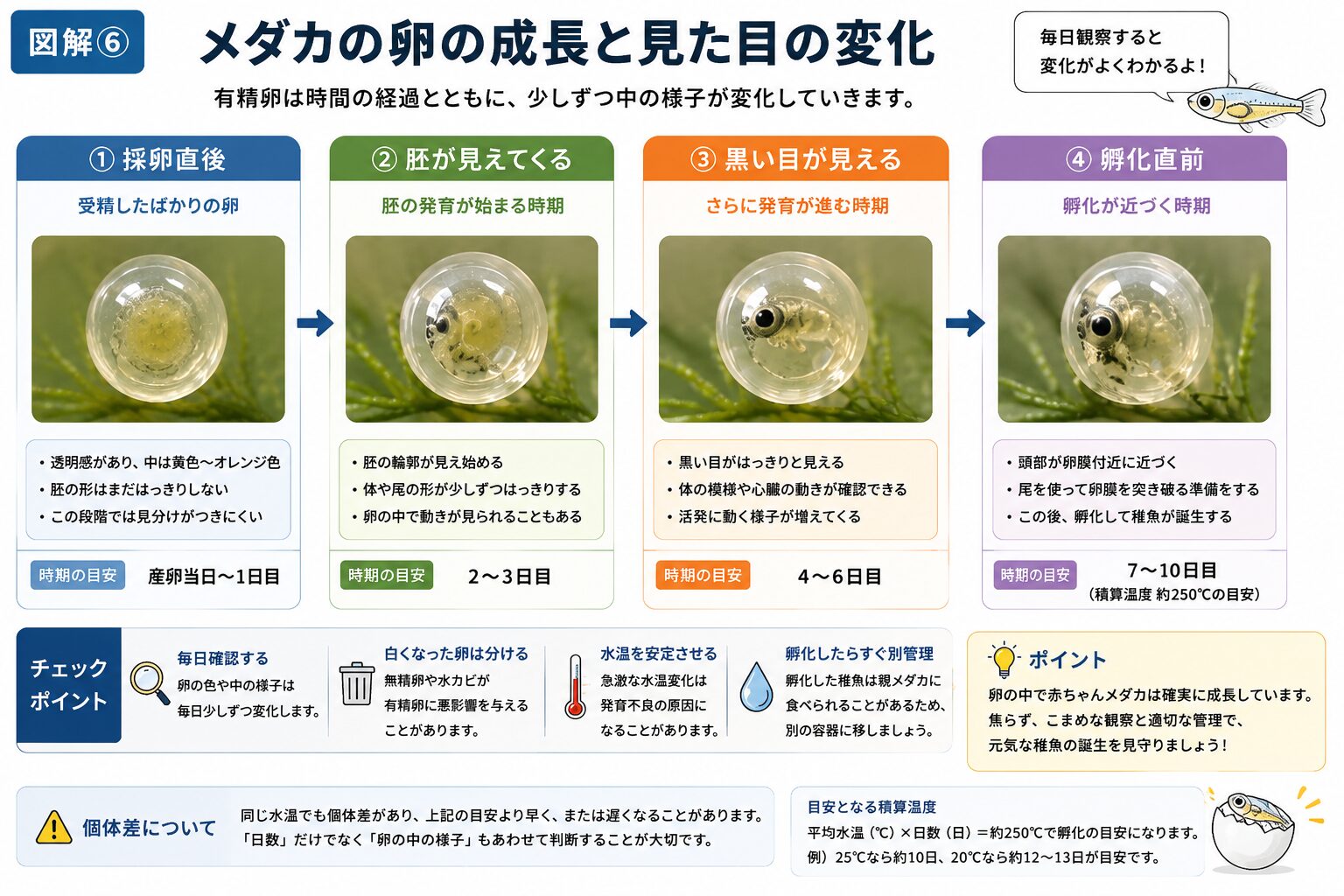 メダカの有精卵が採卵直後から孵化直前まで成長する様子を解説した図解