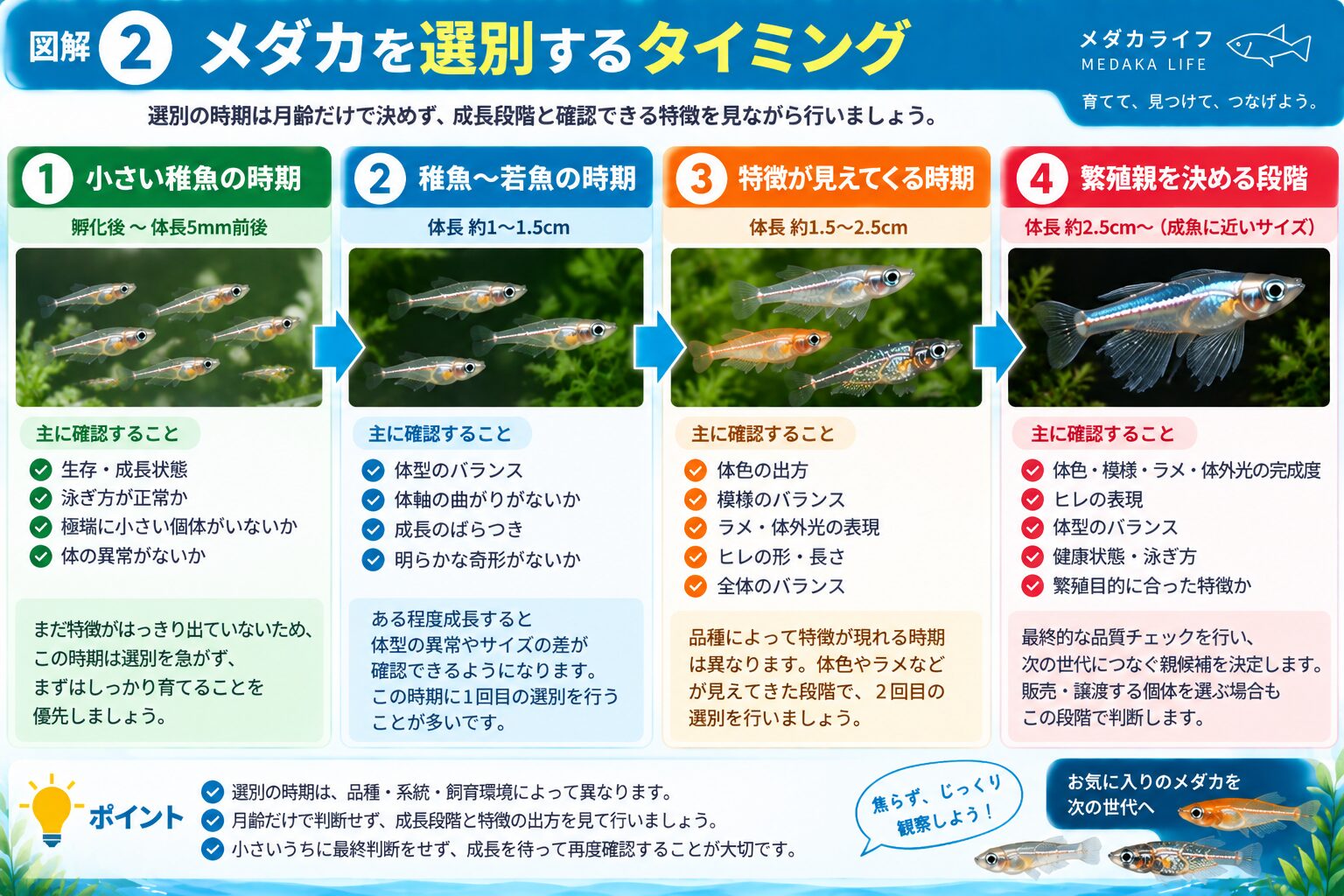 メダカの成長段階に合わせた選別タイミングを解説した図解
