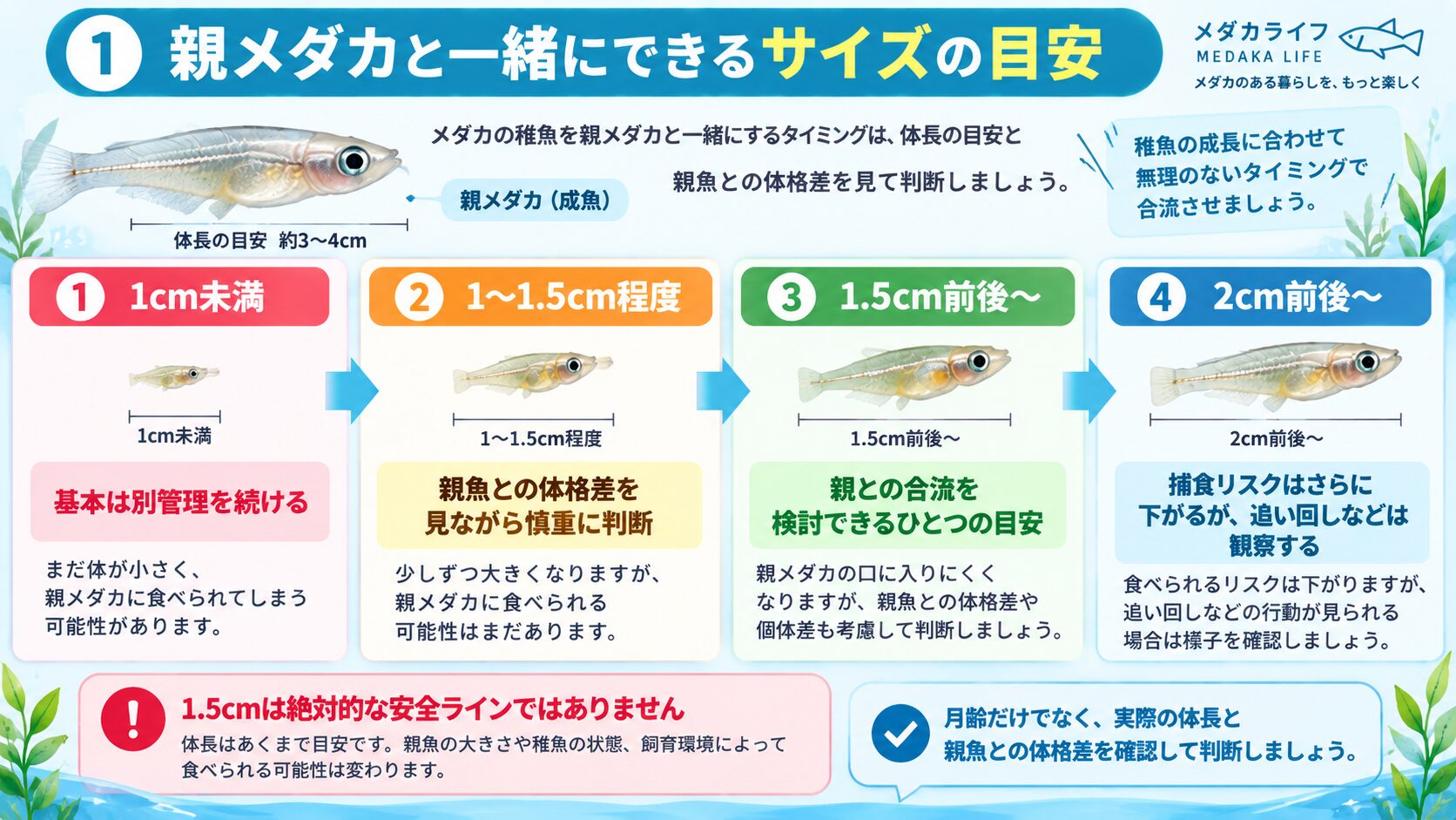 メダカの稚魚を親メダカと一緒にできるサイズの目安を解説した図解