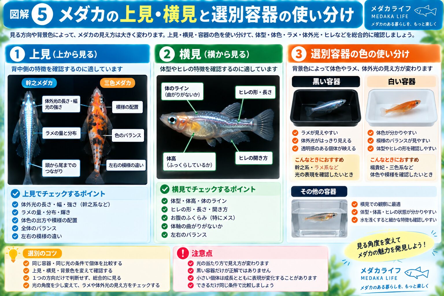 メダカを上見と横見で選別するときの違いと白黒容器の使い分けを解説した図解