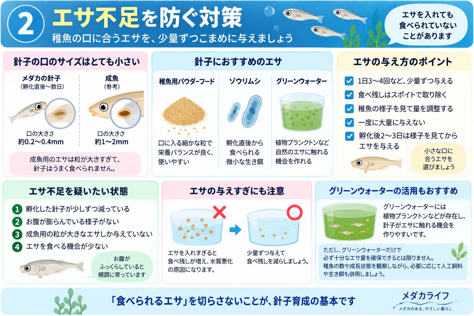 メダカの針子のエサ不足を防ぐ方法をまとめた図解