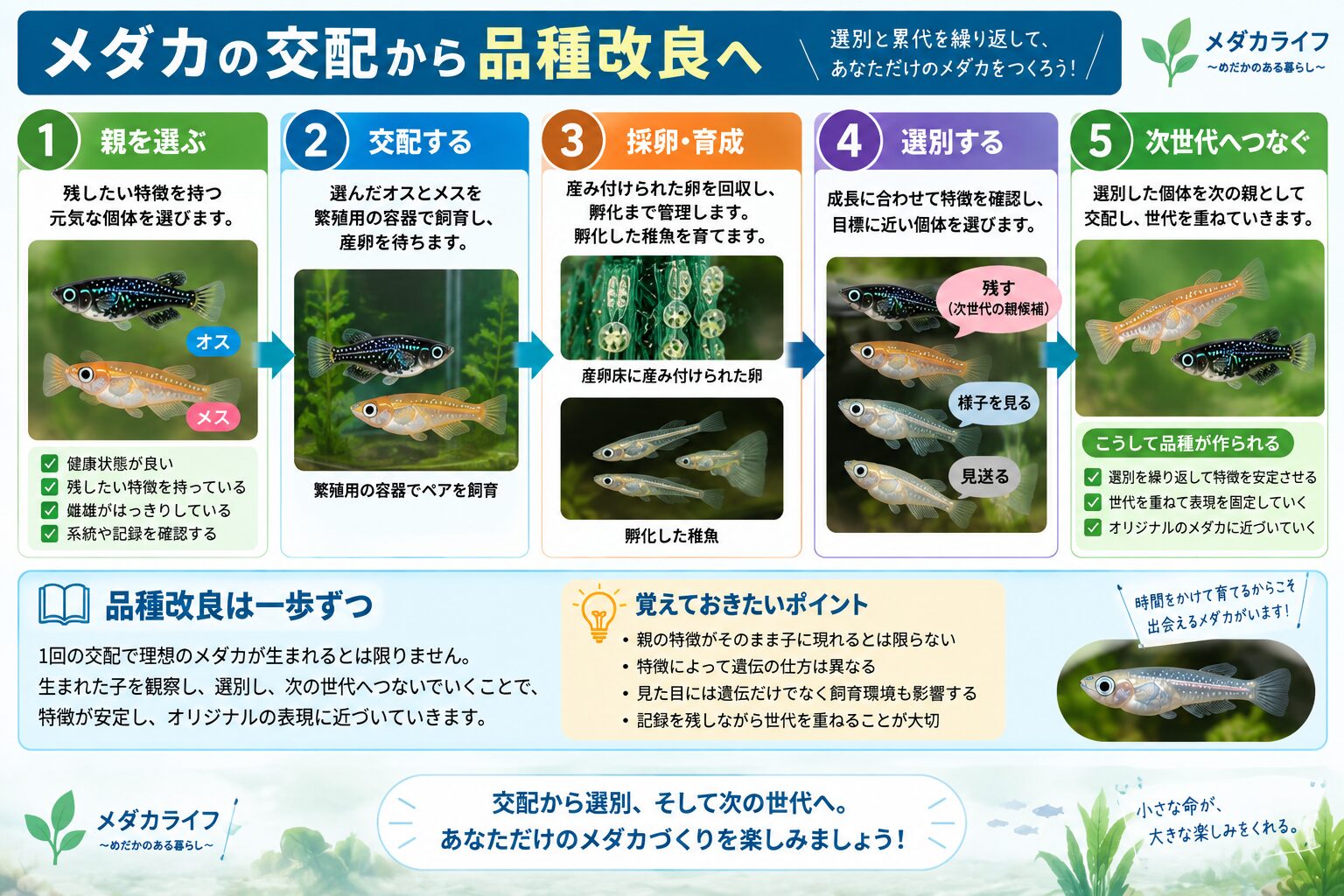 メダカの交配から選別と累代を繰り返して品種改良につなげる流れ