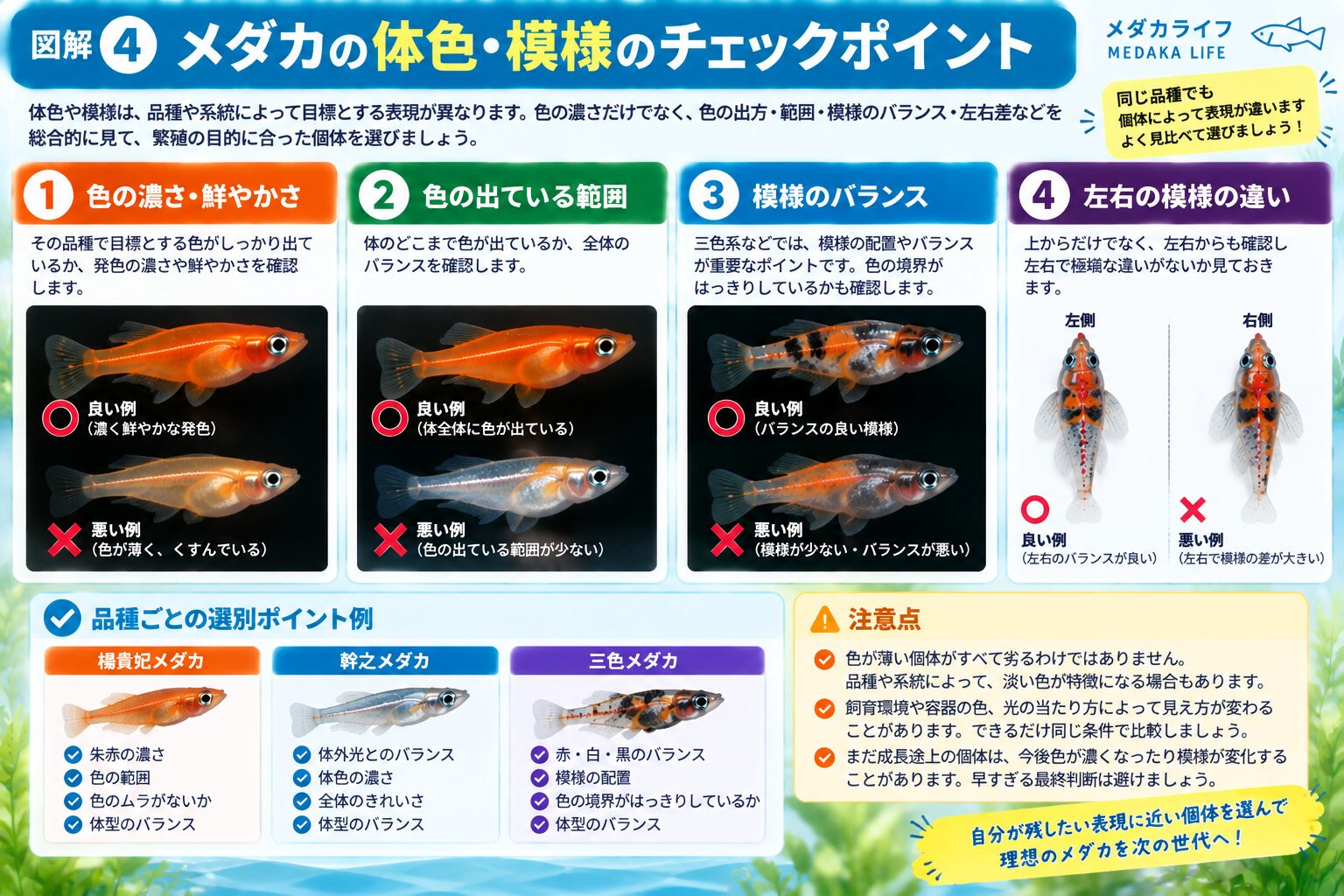 メダカの体色と模様を選別するときのチェックポイント