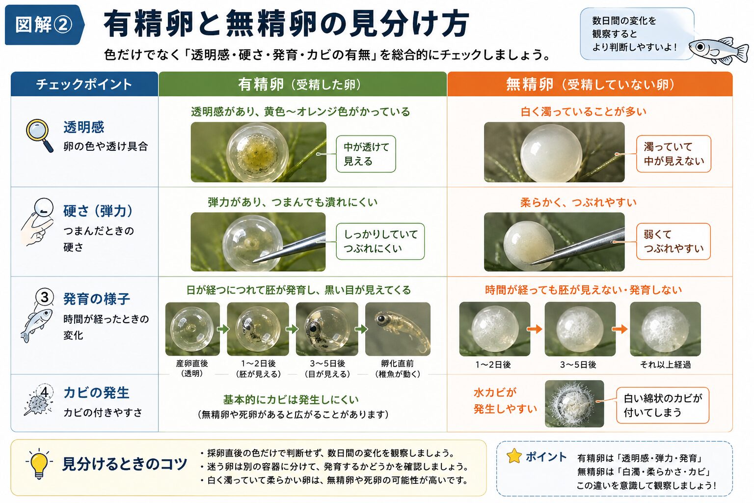 メダカの有精卵と無精卵の見分け方を透明感・硬さ・発育・カビで比較した図解