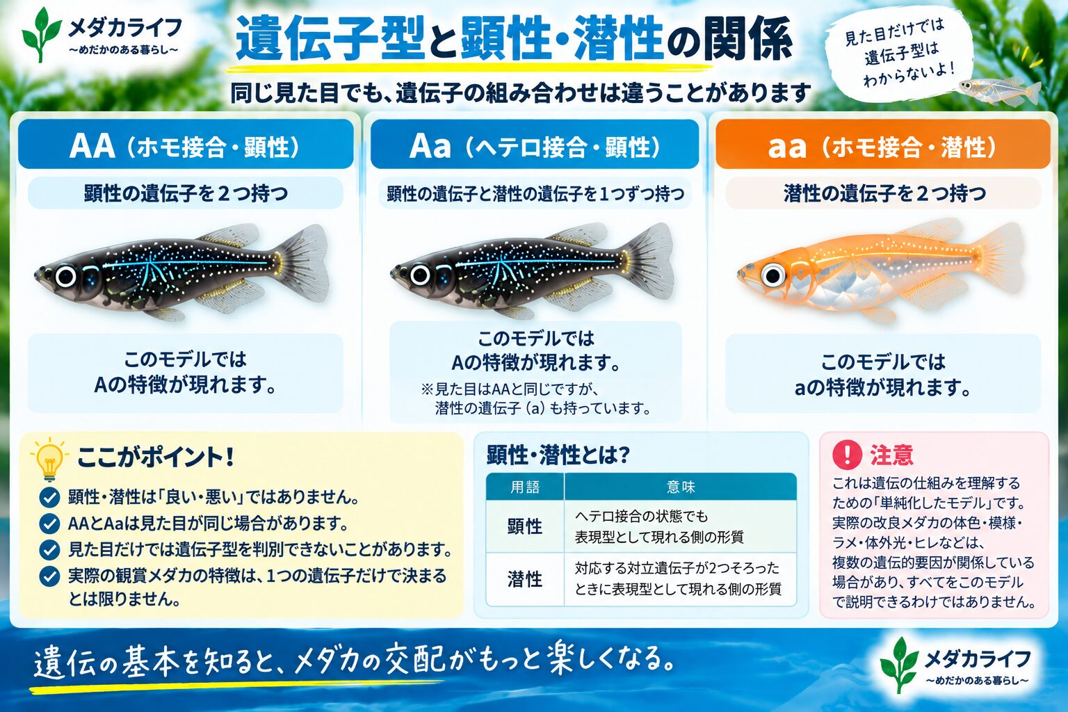 AA・Aa・aaの遺伝子型と顕性・潜性の関係を示した図