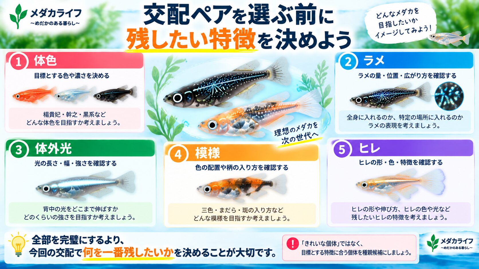 メダカの交配ペアを選ぶ前に残したい特徴を決める考え方を示した図