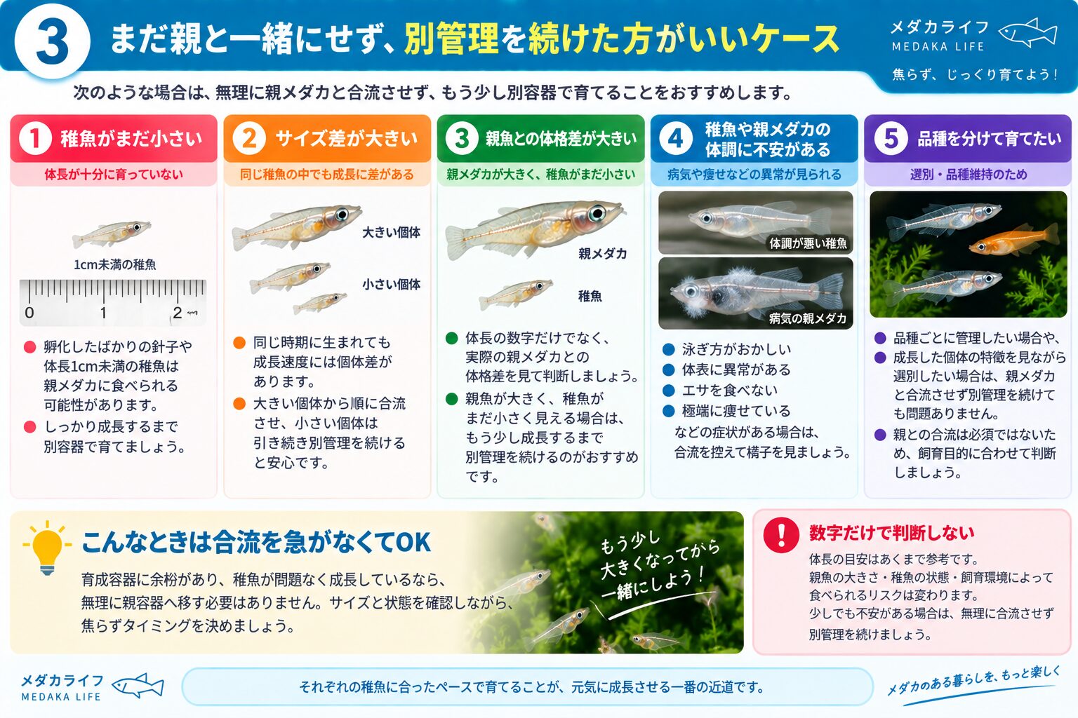 メダカの稚魚を親メダカと合流させず別管理した方がいいケースを解説した図解