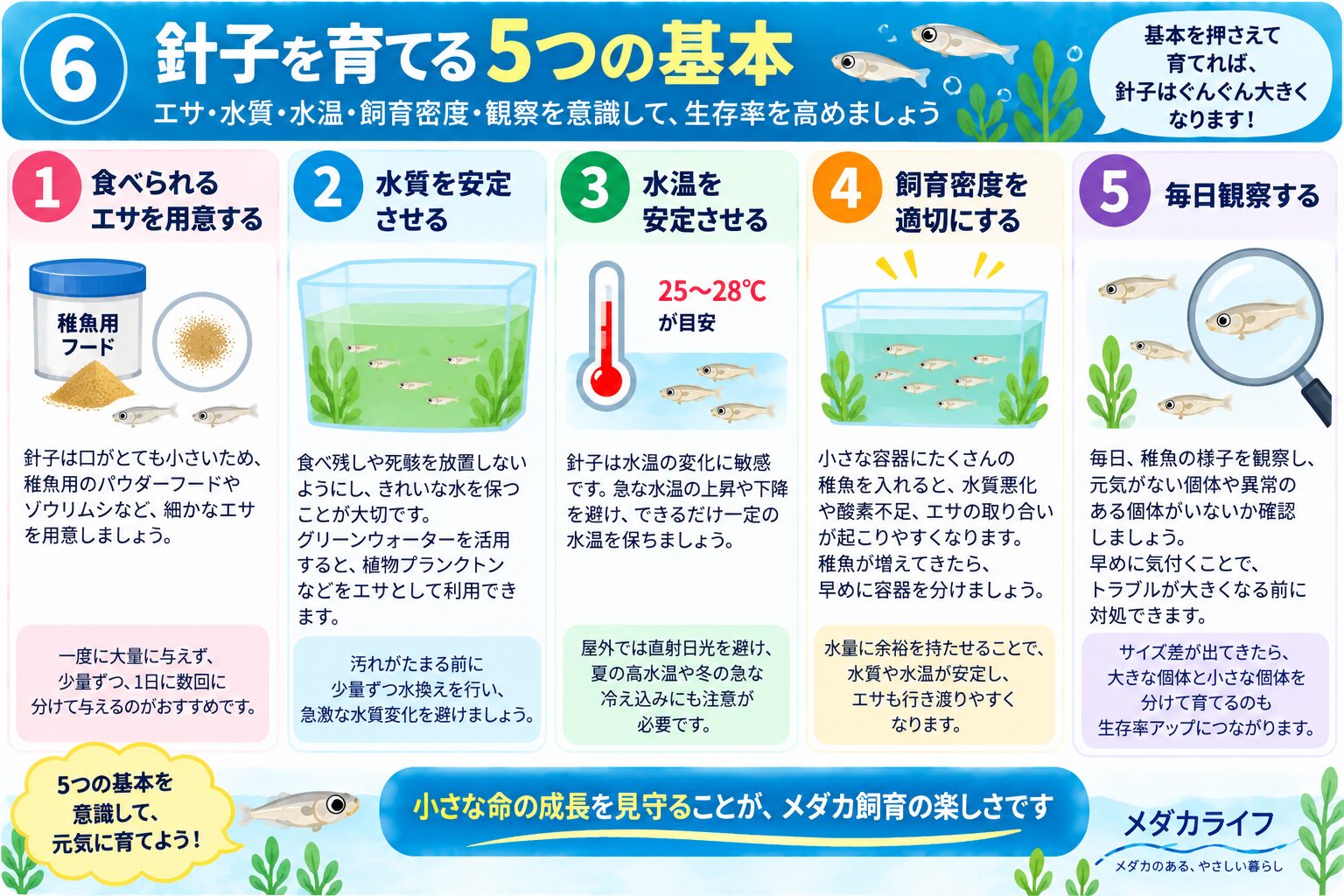 メダカの針子を育てる5つの基本をまとめた図解