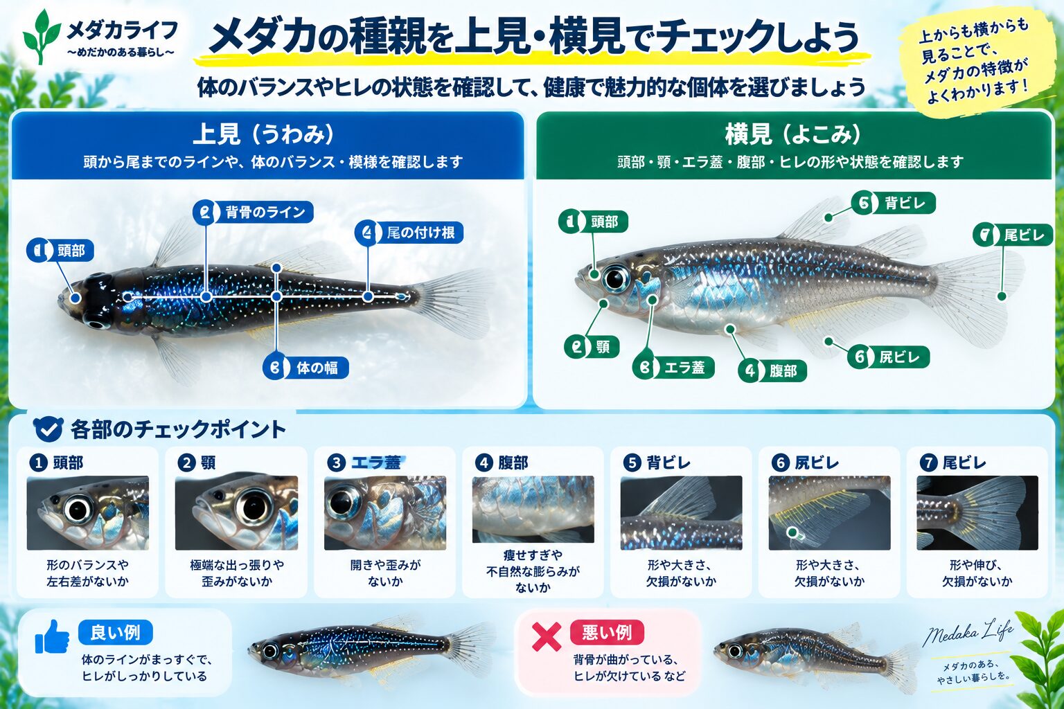 メダカの種親を上見と横見で確認するときのチェックポイント