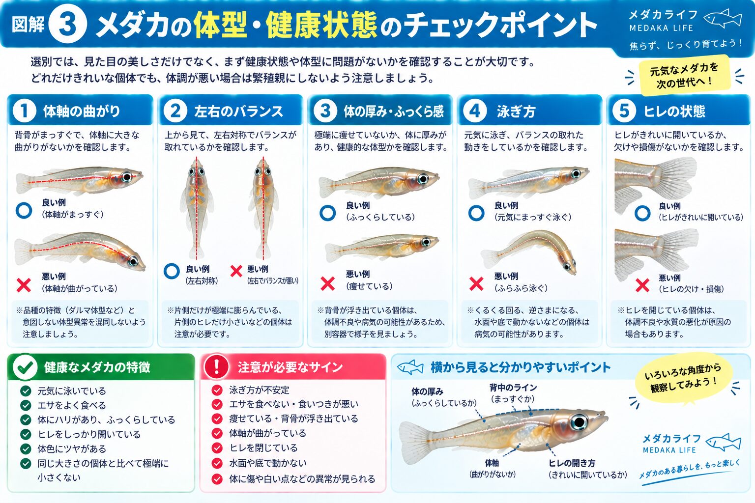 メダカを選別するときの体型と健康状態のチェックポイント