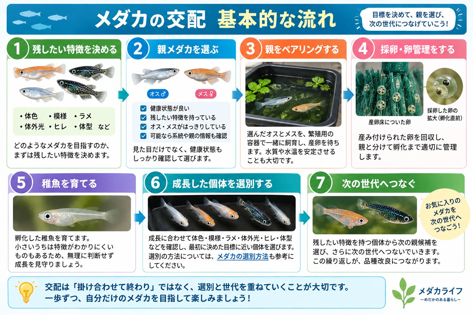 メダカの交配から選別と次世代までの基本的な流れ