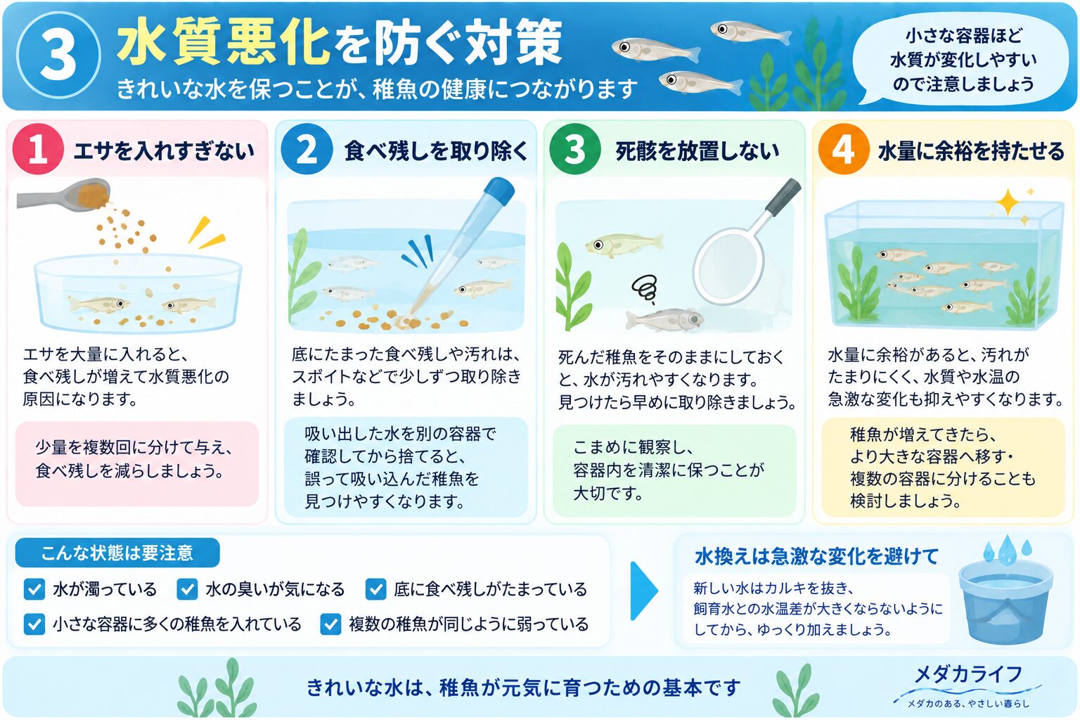 メダカの針子の水質悪化を防ぐ4つのポイントをまとめた図解