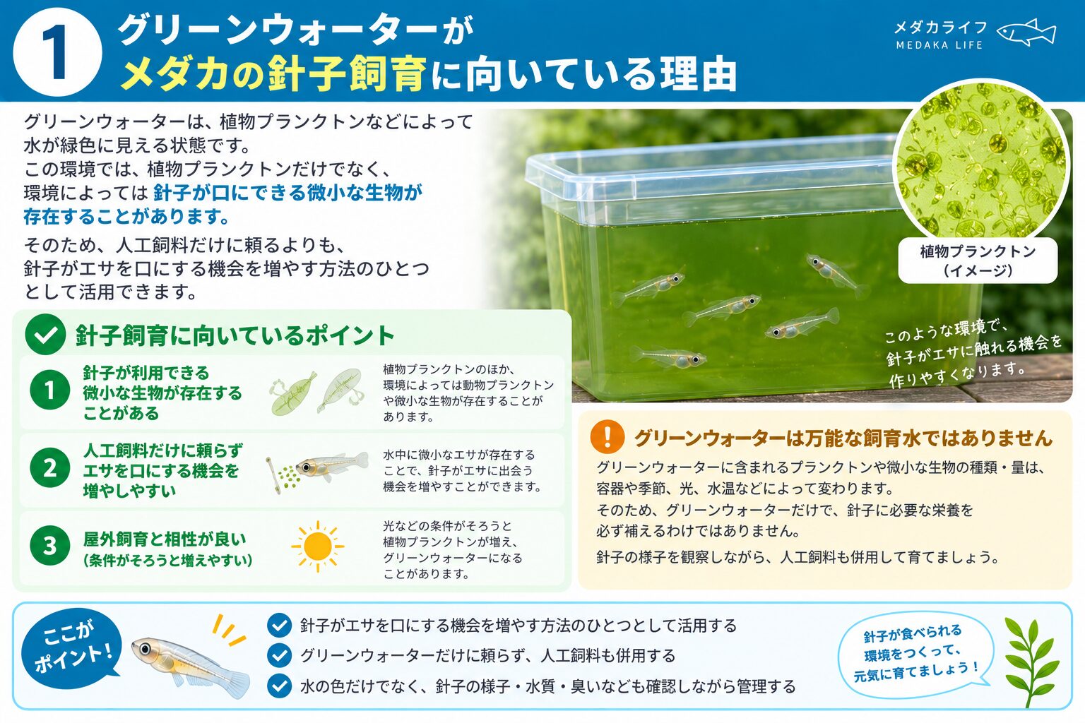 グリーンウォーターがメダカの針子飼育に向いている理由を解説した図解