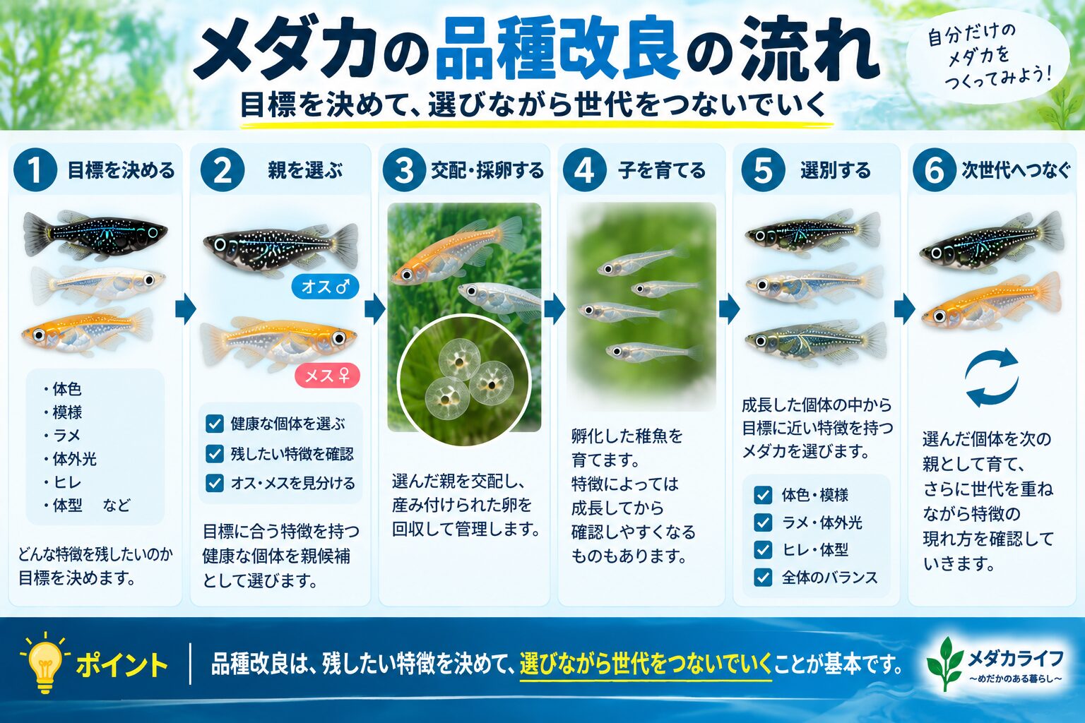 メダカの品種改良を目標設定から累代まで順番に示した図