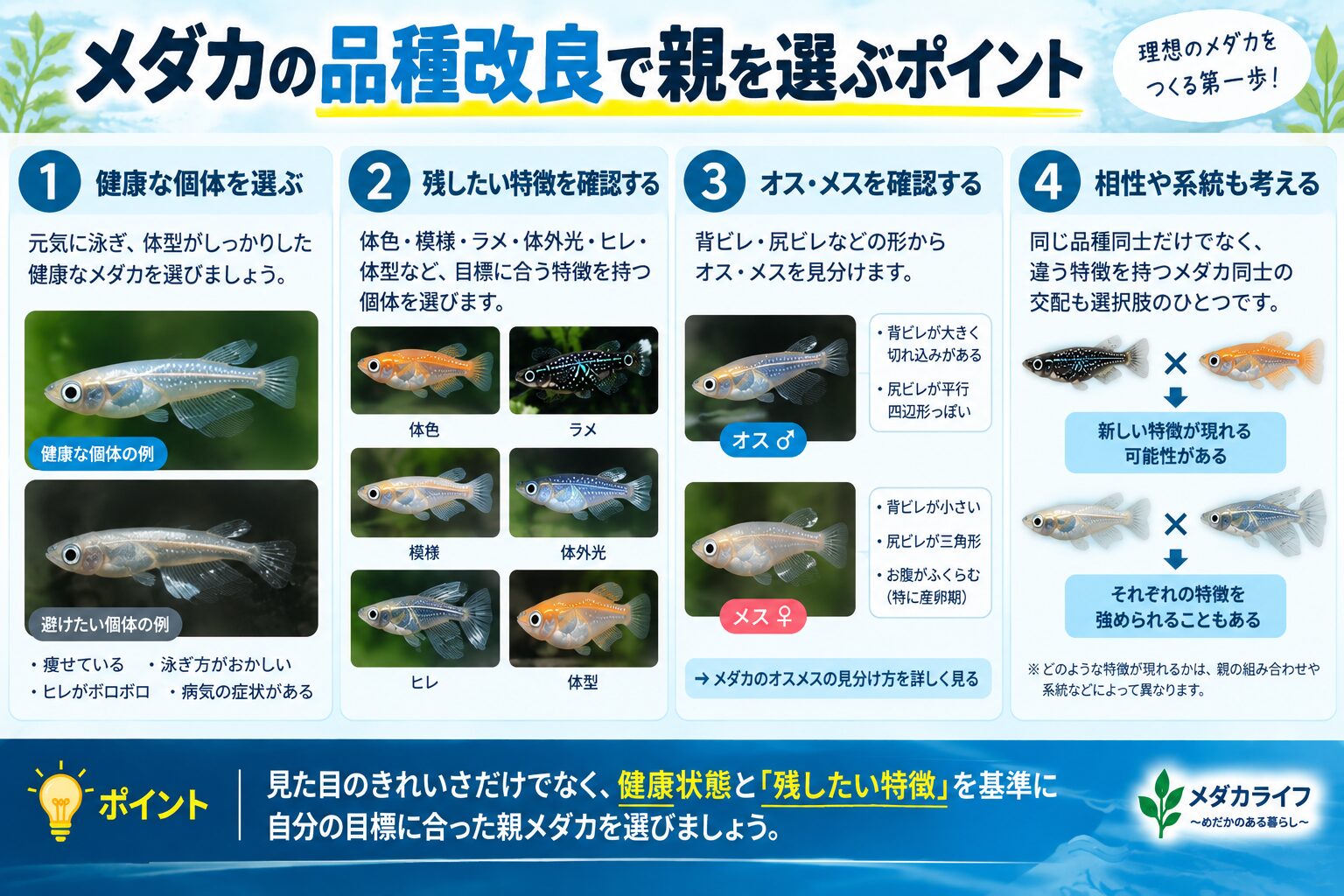 メダカの品種改良で親を選ぶときのポイントを示した図