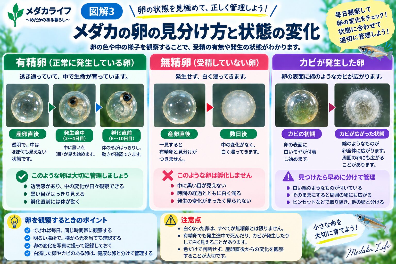 メダカの卵が白くなったときに無精卵や発生停止、カビを確認する図