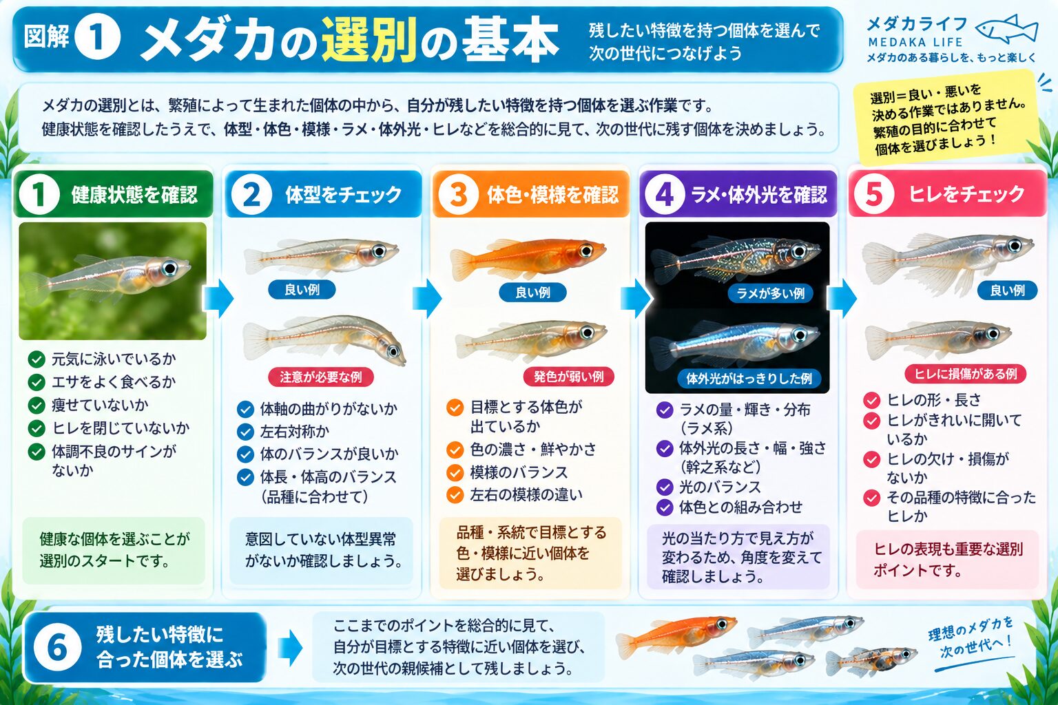 メダカの選別で健康状態・体型・体色・ラメ・体外光・ヒレを確認する流れを解説した図解