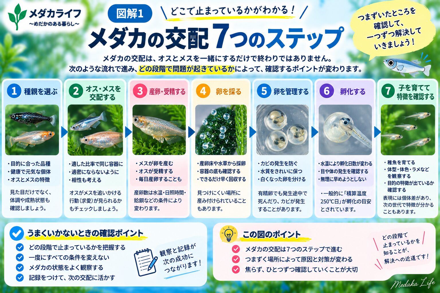 メダカの交配で失敗したときに確認する7段階の流れ