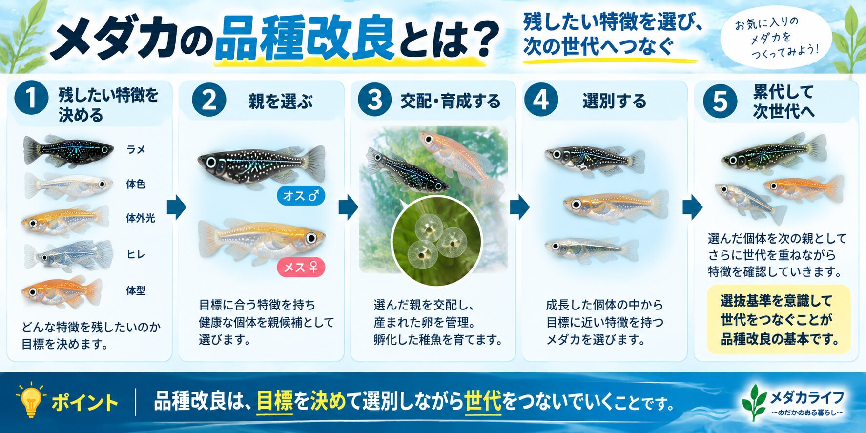 メダカの品種改良の基本を示した図