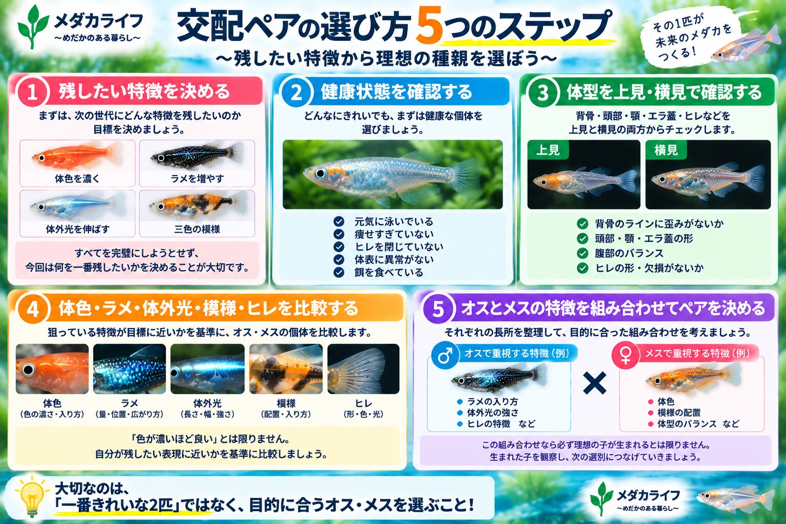 残したい特徴からメダカのオスとメスの交配ペアを考える方法