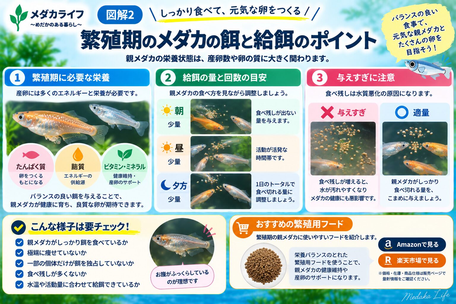 メダカの繁殖期に餌を与えるときの確認ポイント
