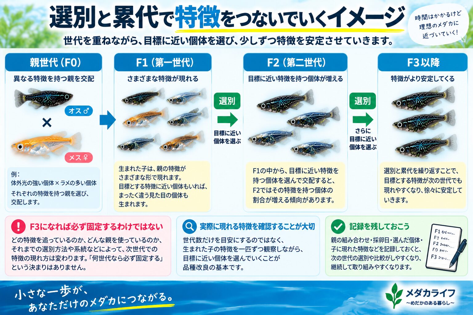 メダカの選別と累代によって目標とする特徴を次世代へつないでいく考え方を示した図