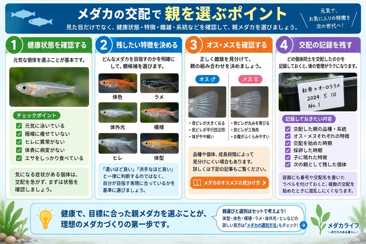 メダカの交配で親を選ぶときのチェックポイント