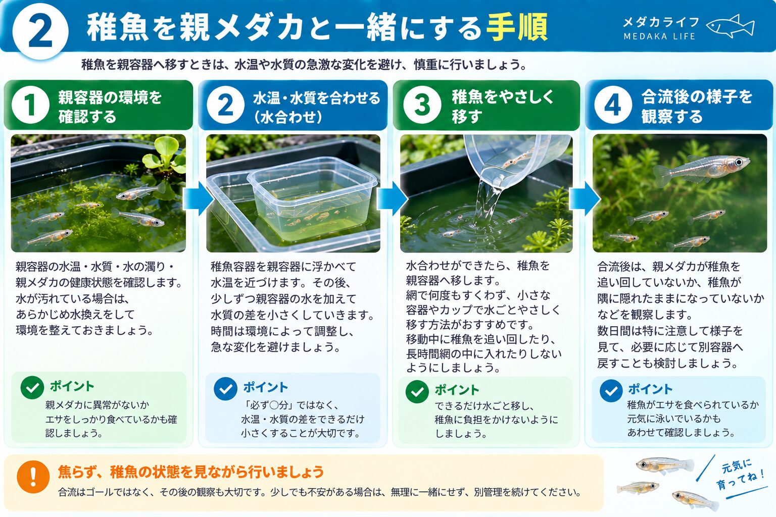 メダカの稚魚を親メダカと合流させる手順を解説した図解