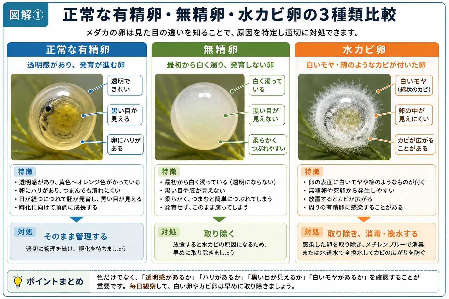 メダカの正常な有精卵・無精卵・水カビが発生した卵の違いを比較した図解