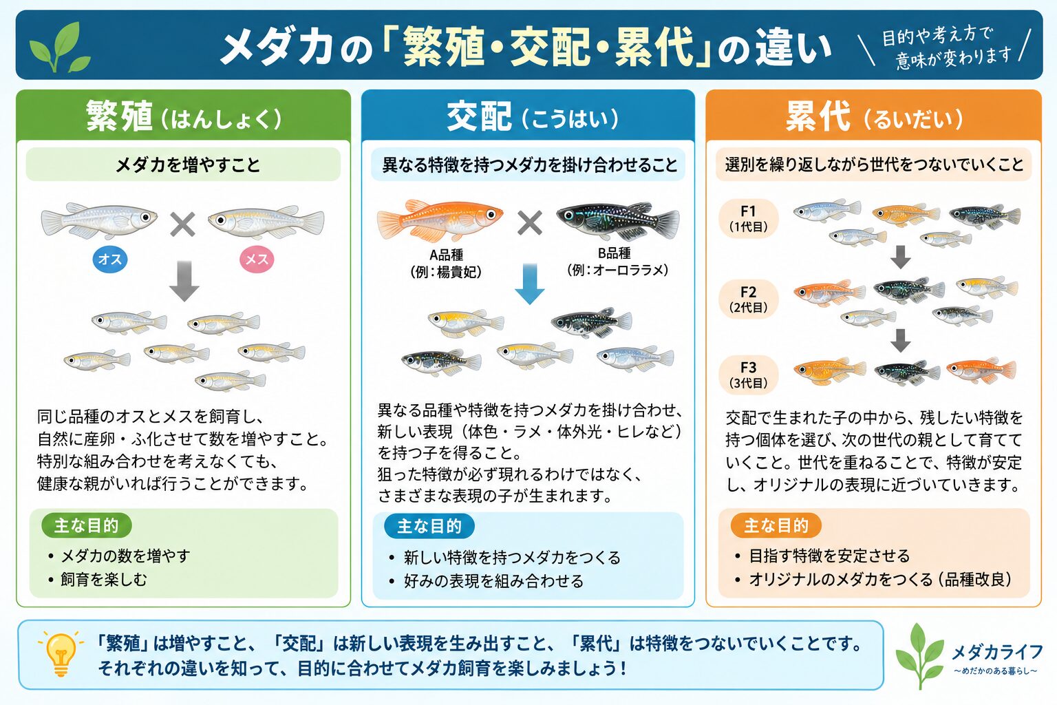 メダカの繁殖・交配・累代の違いを解説した図