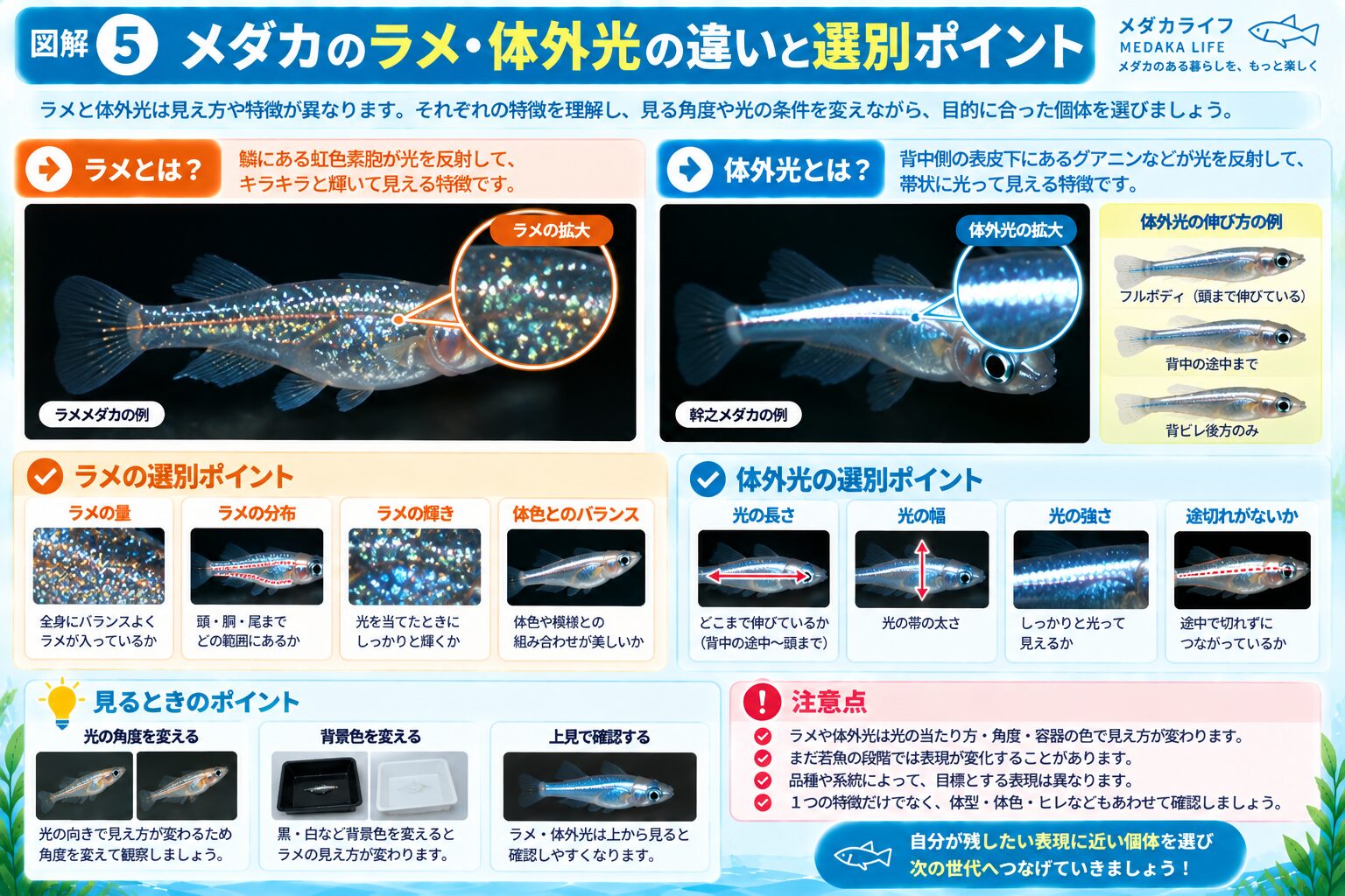 メダカのラメと体外光の違いと選別ポイントを解説した図解